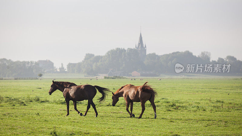 荷兰阿姆斯特丹附近草地上放牧的马