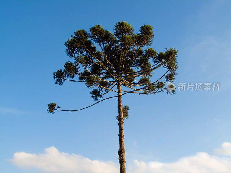 巴西库里蒂巴历史中心的南洋杉