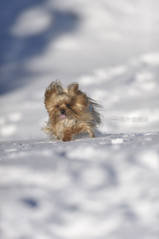 约克郡犬