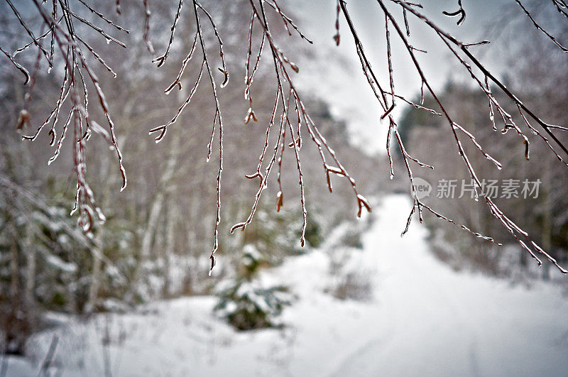 白雪覆盖的分支