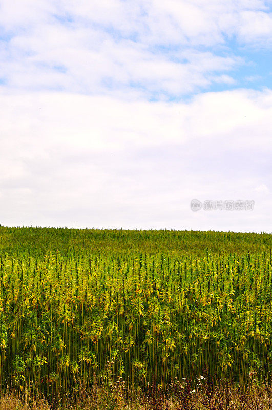 大麻种植园