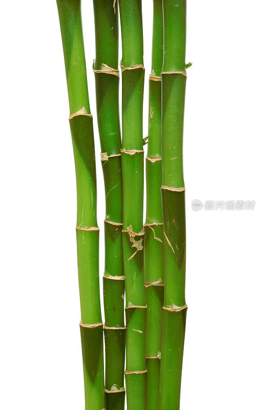 幸运的竹子