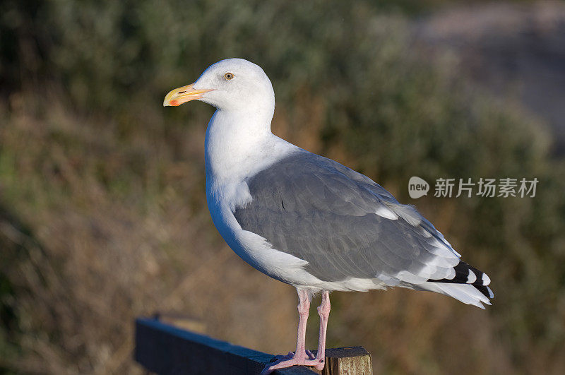 加利福尼亚海鸥