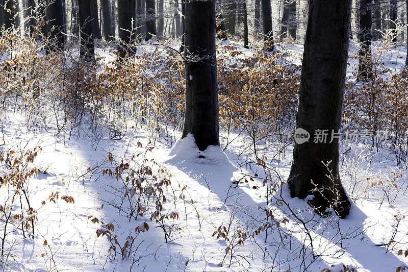 山毛榉材在冬天