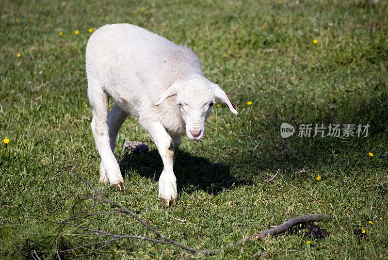 婴儿羊