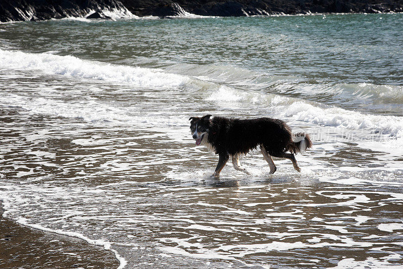 海岸上的边境牧羊犬