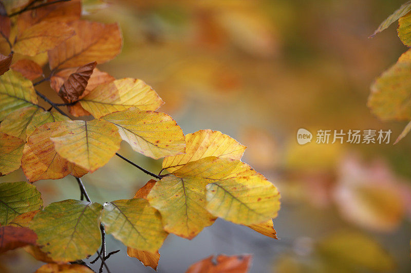 秋天的山毛榉的叶子。