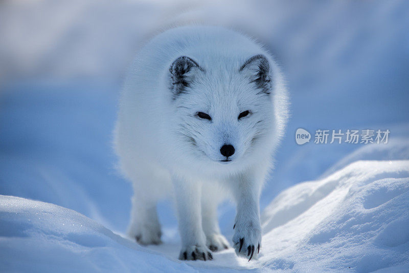 白色的北极狐在雪地里行走