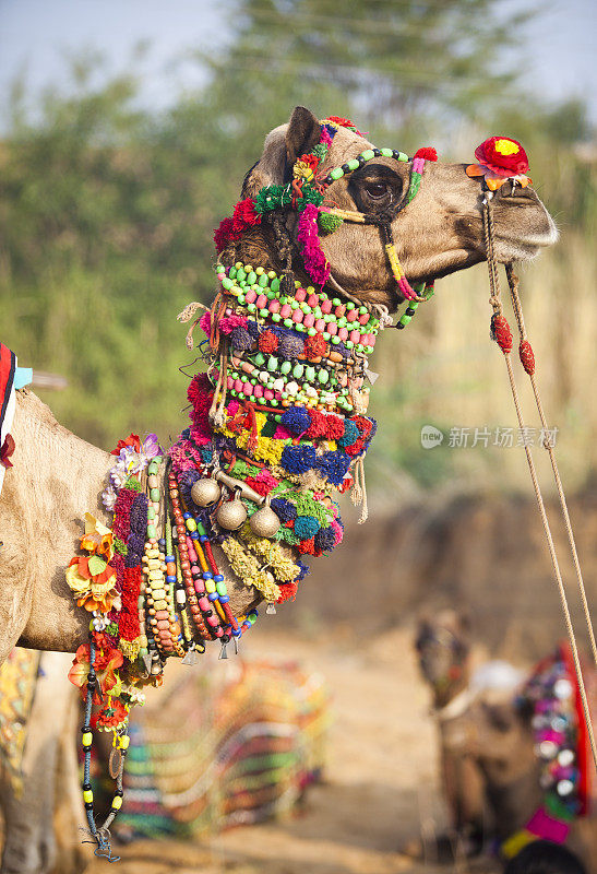 印度普什卡集市上的骆驼