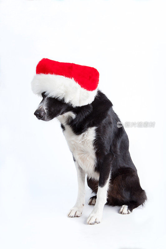 狗圣诞帽圣诞澳大利亚牧羊犬节日圣诞假日宠物
