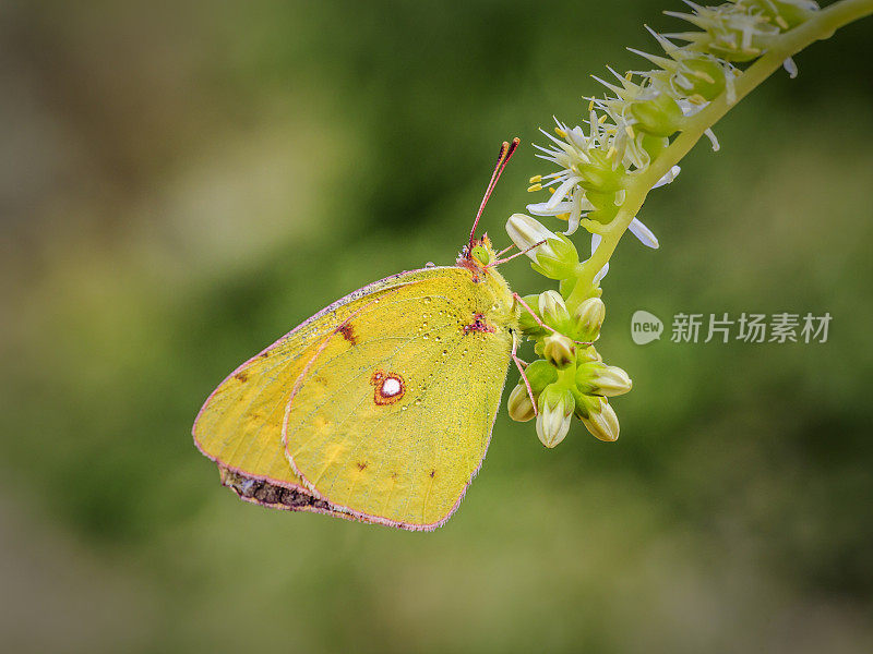 花中的蝴蝶