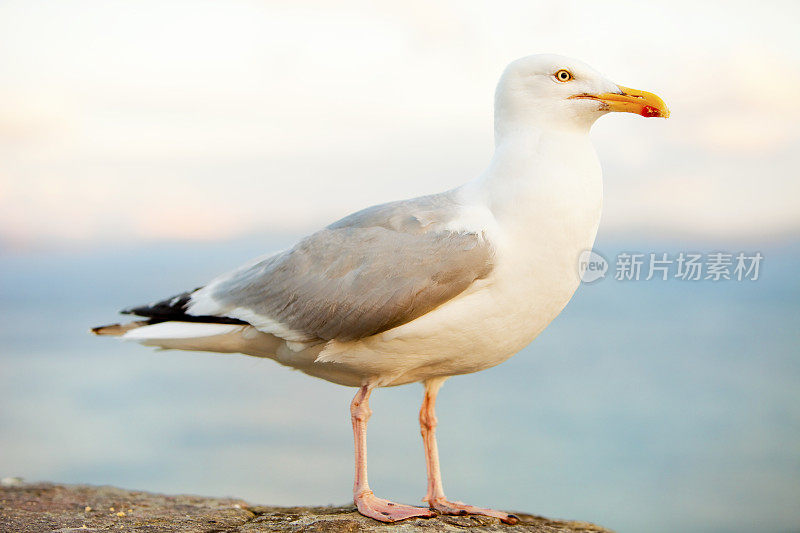 无所畏惧的海鸥