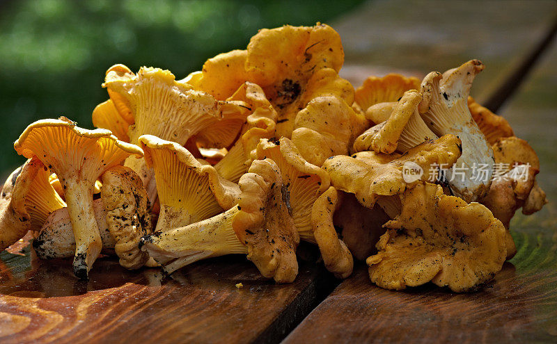 蘑菇。新鲜的金色的鸡油菌