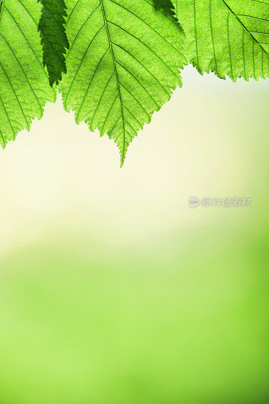 新鲜的叶子浮出水面