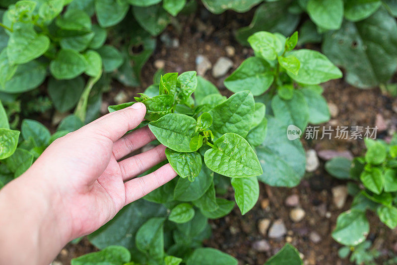 马拉巴尔菠菜