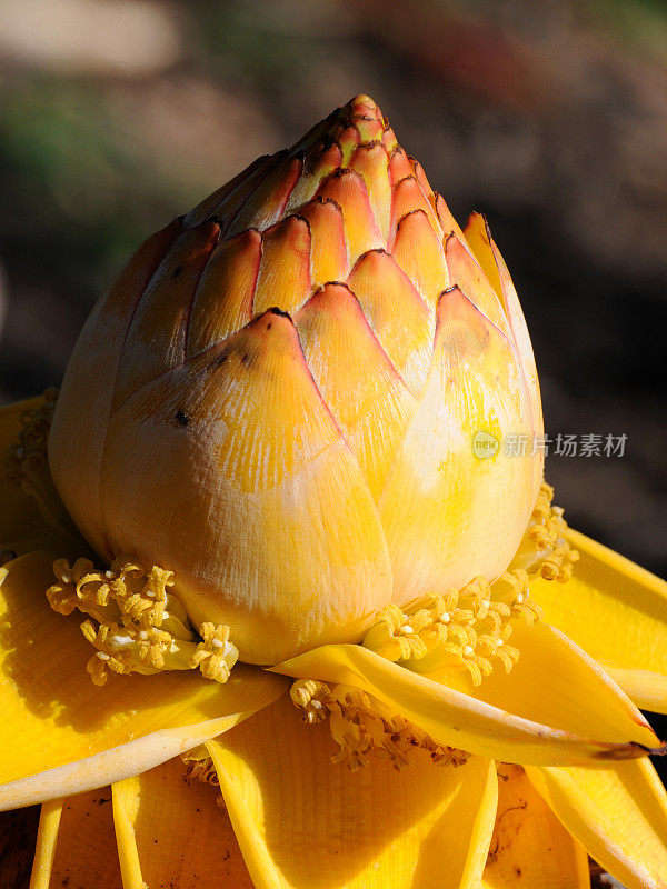 金莲香蕉花木犀果