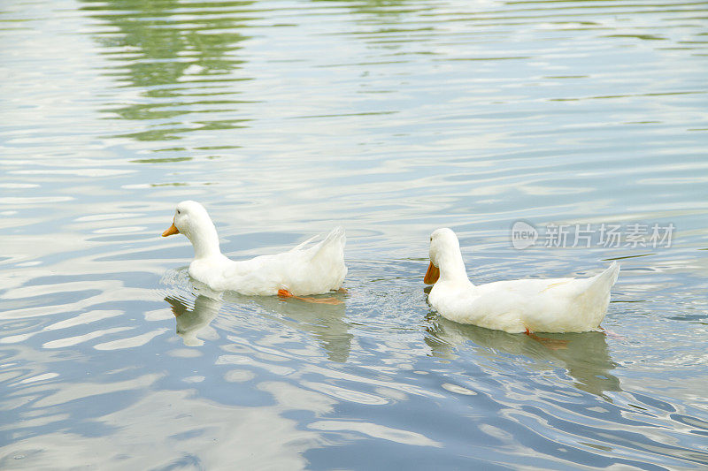 两只鸭子在湖里游泳