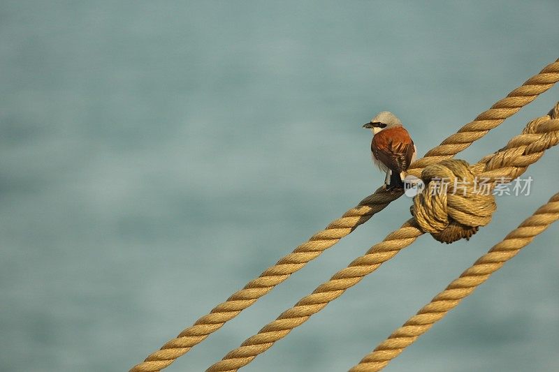 漂亮的鸟在船的索具上