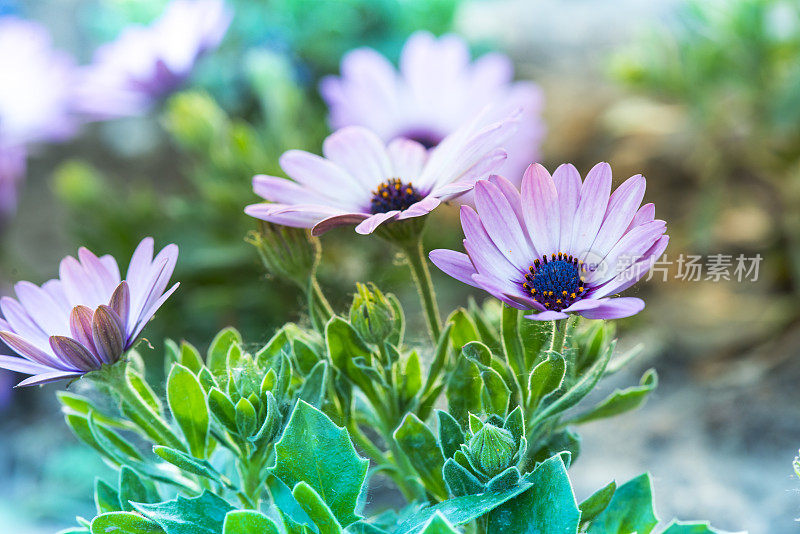 田野里的洋甘菊花