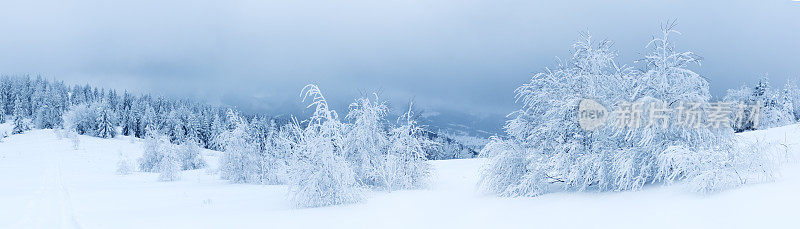 山上的冬树被新雪覆盖