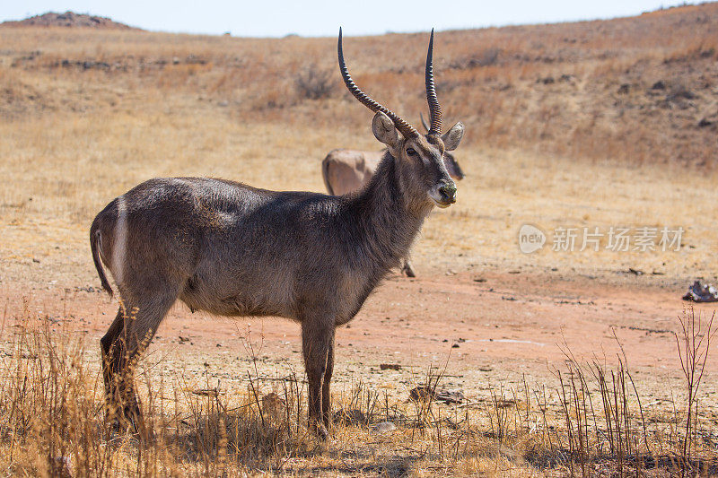 南非:Krugersdorp附近的Waterbuck