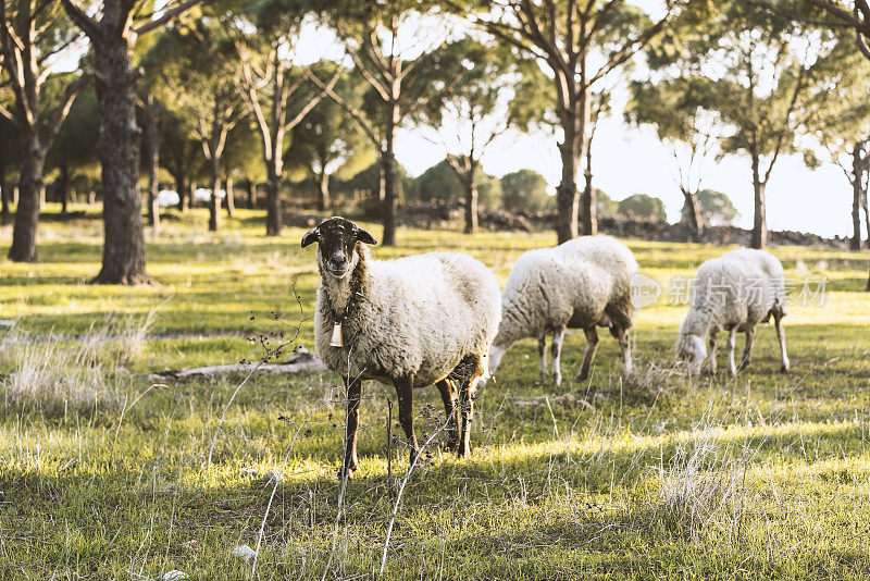 一群羊在绿地上吃草。