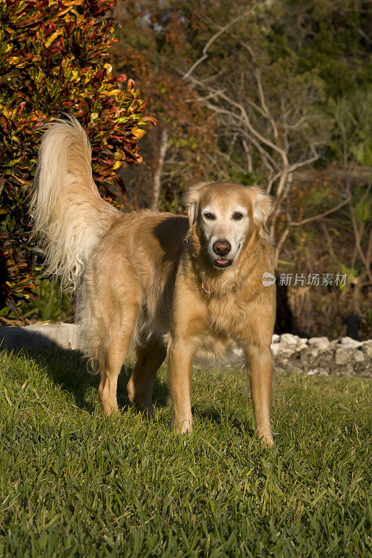 母金毛猎犬在温暖的下午晚些时候的太阳