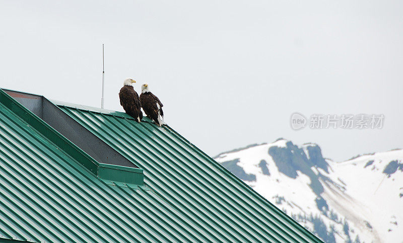 栖息在屋顶上的鹰