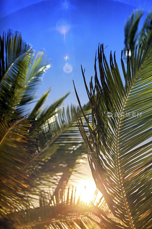阳光穿过加勒比海棕榈树