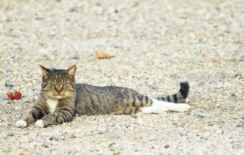 坏脾气的猫躺在碎石上