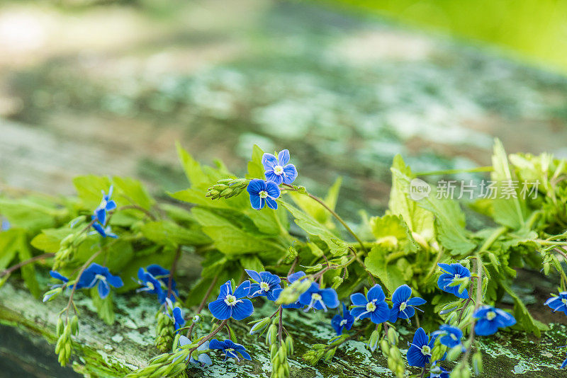 花环上的蓝色小花