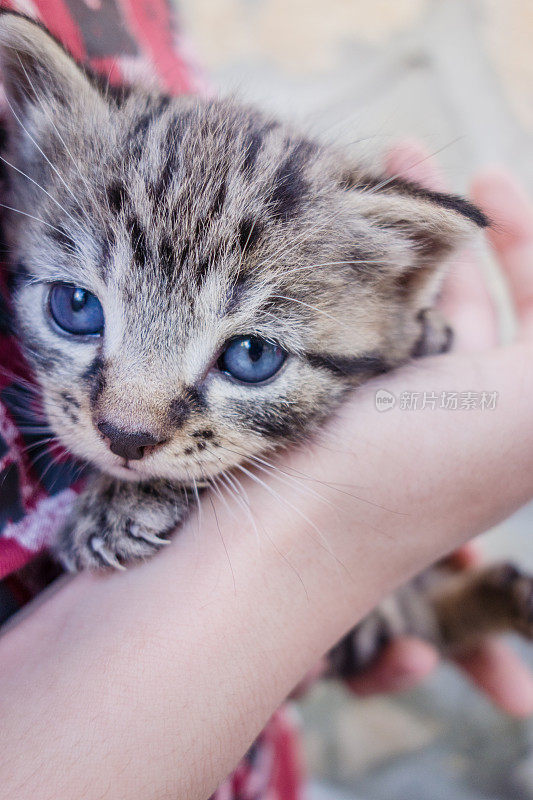 小男孩手里的小猫