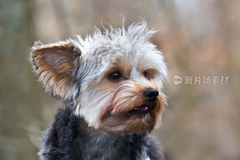 漂亮的约克郡犬