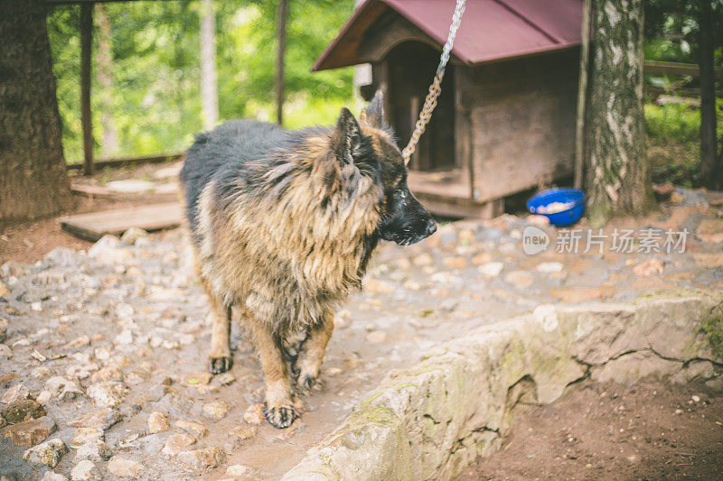 美丽的德国牧羊犬(阿尔萨斯)户外