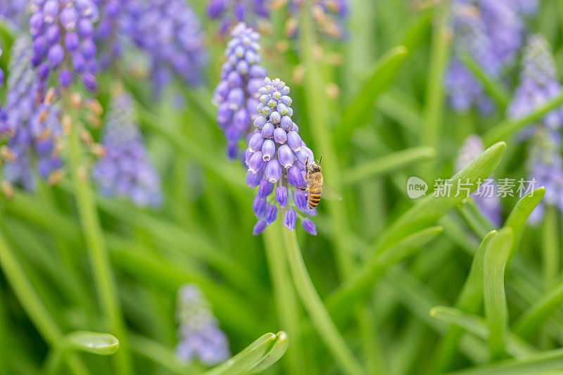 春天的风信子和蜜蜂