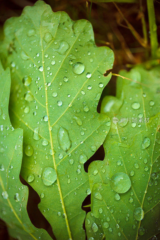 橡树叶上的雨滴