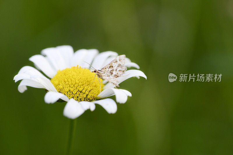 雏菊上的蝴蝶