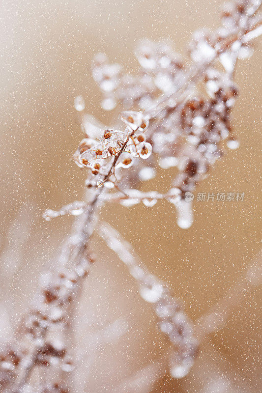 这是冬日里被冰雪覆盖的树枝的特写