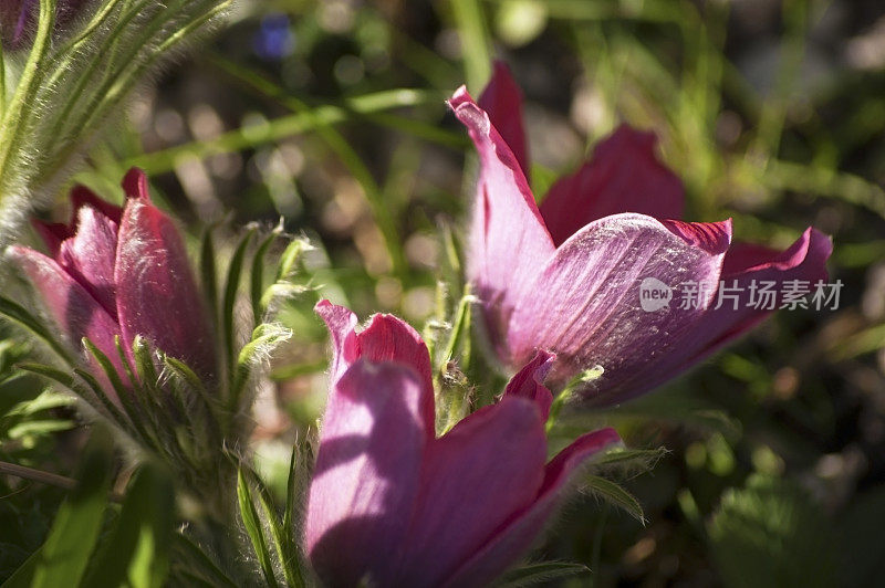 帕斯克花