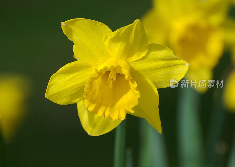 黄水仙，复活节花，特写