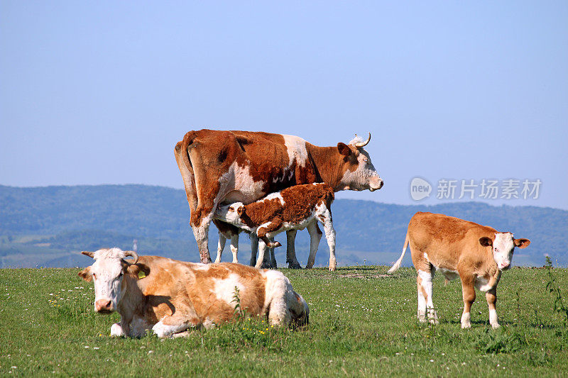 小牛在田野上哺乳