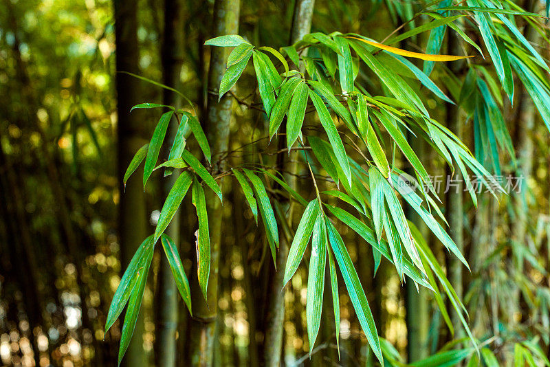 竹子的自然背景
