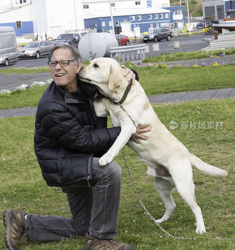 在威斯特曼群岛，一名年长的男性游客受到一只拉布拉多猎犬的热情问候