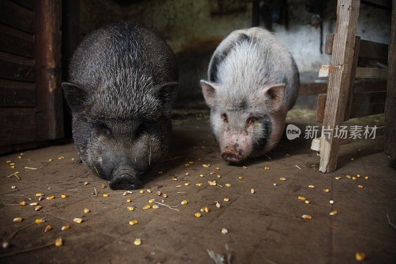 两只年轻的越南猪在吃玉米