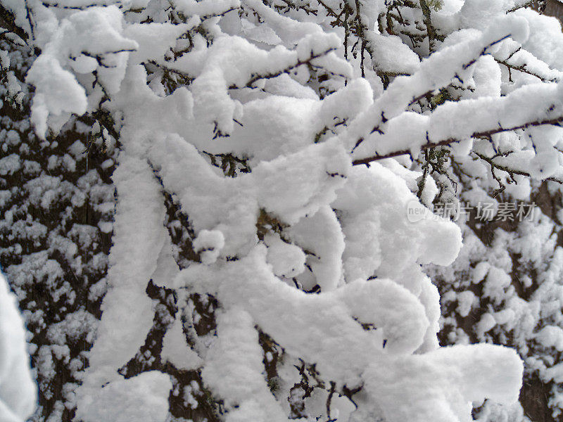 树枝上的雪