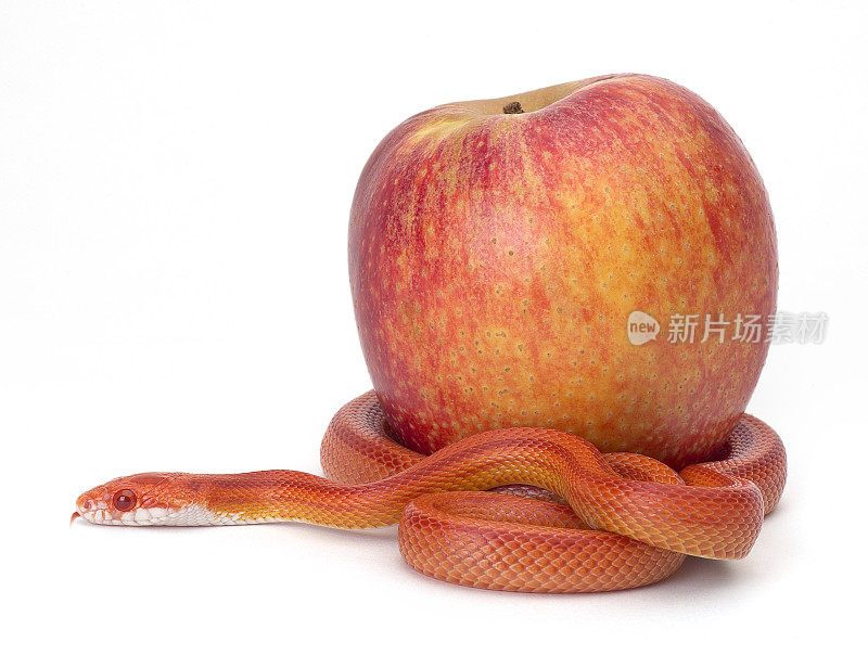 蛇与苹果