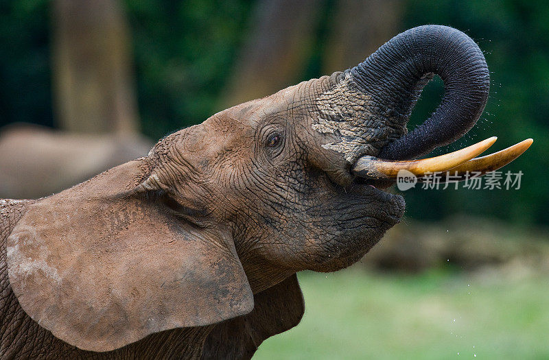 森林大象从水源中饮水。中非共和国。刚果共和国。Dzanga-Sangha特别保护区。