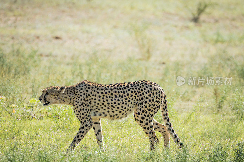 在卡拉加迪的草地上行走的猎豹。