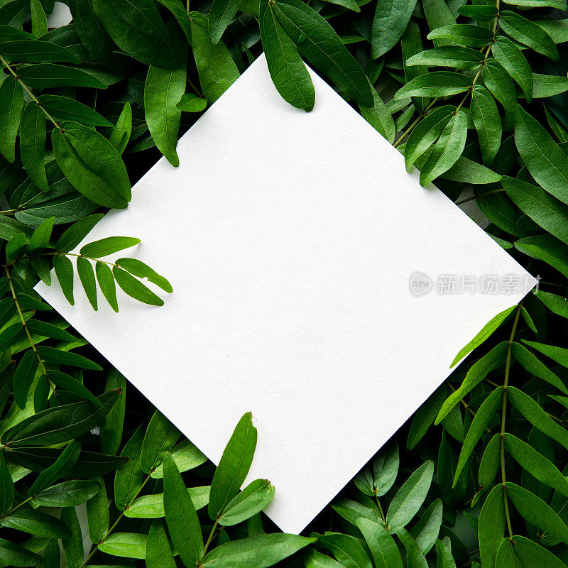 将白纸放在绿叶上，留出文字空间。