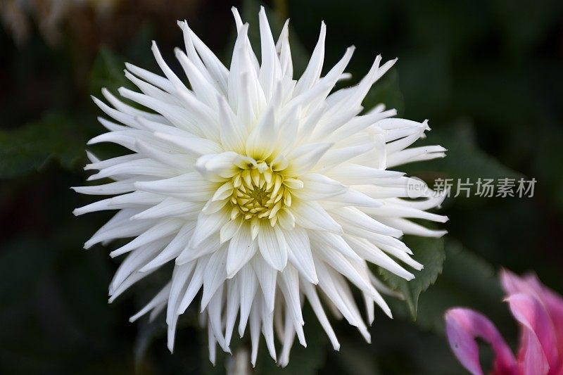 菊花-白色花园大丽花